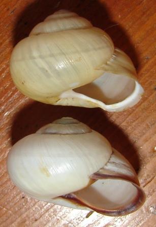 Cepaea (Cepaea) nemoralis (Linnaeus, 1758)