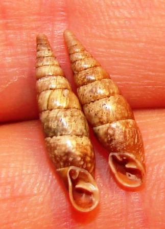 Clausilidae e pioggia acida ????