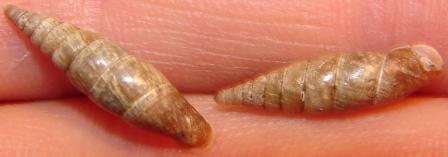 Clausilidae e pioggia acida ????