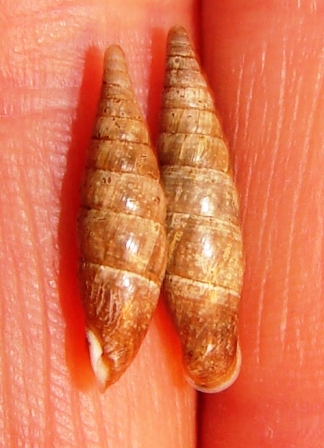 Clausilidae e pioggia acida ????