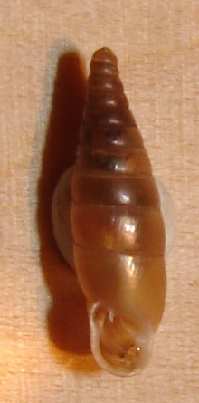 Clausilidae  Molveno Trento