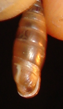 Clausilidae  Molveno Trento