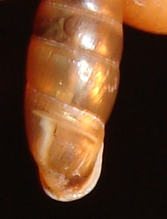 Clausilidae  Molveno Trento