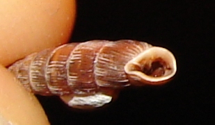 Bulgarica (Strigilecula) vetusta (Rossmssler 1836) Plitvice