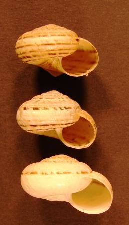 Xerosecta (Xerosecta) cespitum (Draparnaud, 1801)