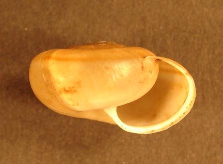 Chilostoma zonatum flavovirens (Dumont & Mortillet, 1852)