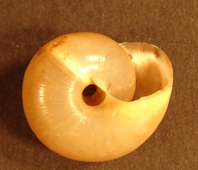 Chilostoma zonatum flavovirens (Dumont & Mortillet, 1852)