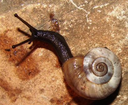 Chilostoma cingulatum ssp?????