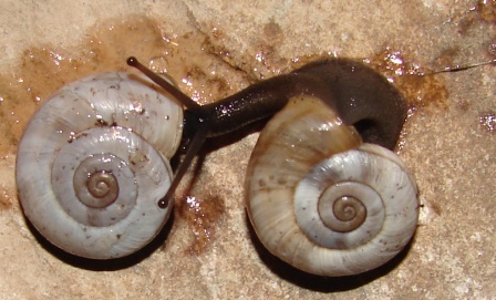 Chilostoma cingulatum ssp?????