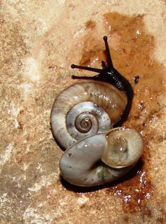 Chilostoma cingulatum ssp?????