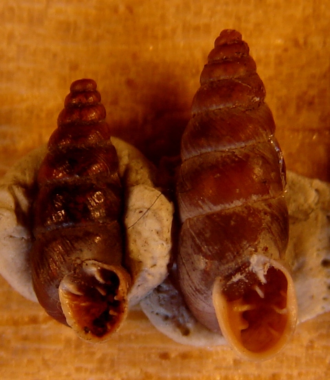 Chondrina avenacea e multidentata??? Molveno (TN)