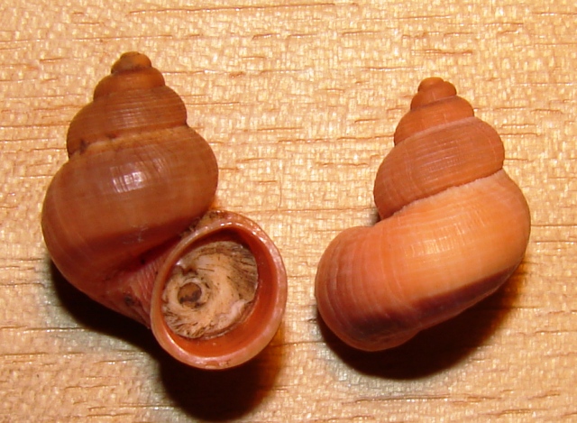 Tudorella sulcata e T. panormitana