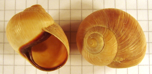 Helix melanostoma