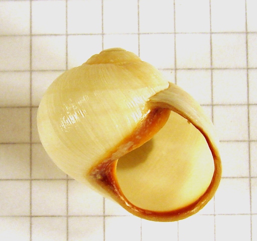 Helix melanostoma