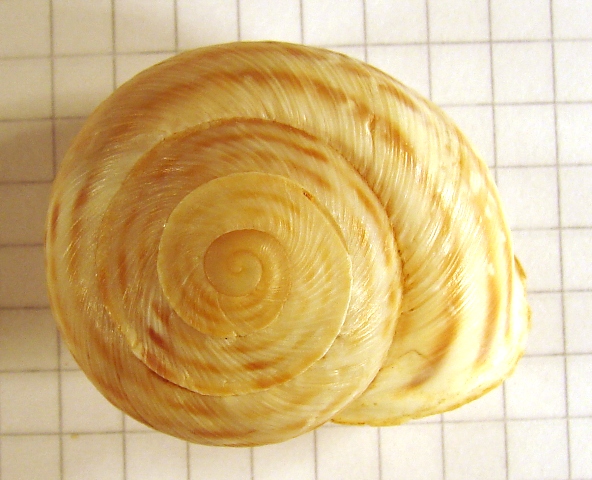 Levantina spiriplana spiriplana Olivier, 1801 [= hierosolyma Mousson, 1854]