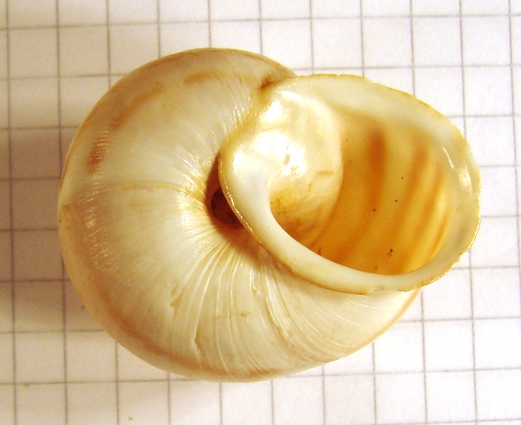 Levantina spiriplana spiriplana Olivier, 1801 [= hierosolyma Mousson, 1854]