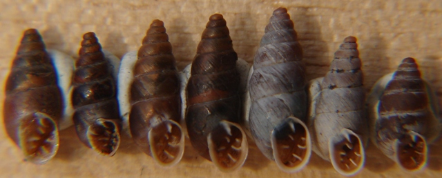 Chondrina megacheilos avenoides (Westerlund, 1874)