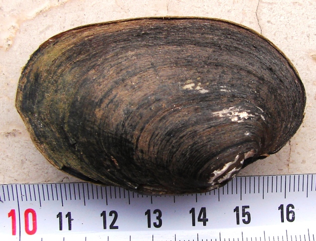 Potomida littoralis littoralis (CUVIER, 1798) Francia