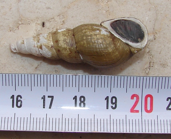 Melanoides tuberculata (O.F. Mller, 1774)