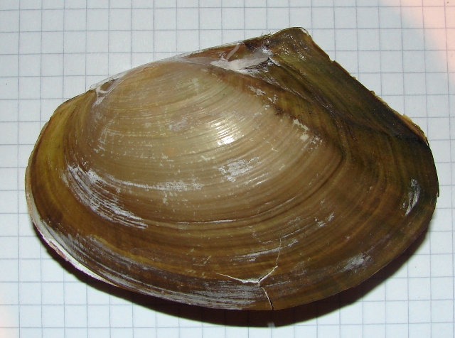 Anodonta  anatina Trasimeno