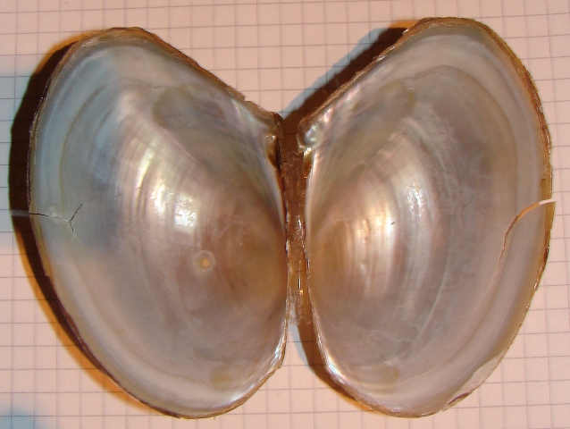 Anodonta  anatina Trasimeno