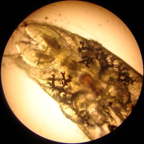 Argulus sp.
