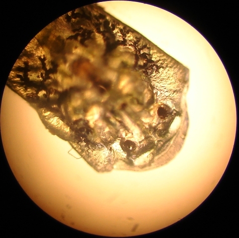 Argulus sp.