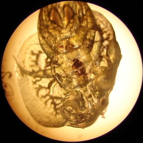 Argulus sp.