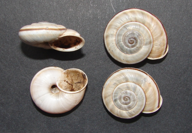 Chilostoma cingulatum Barcis (PN)