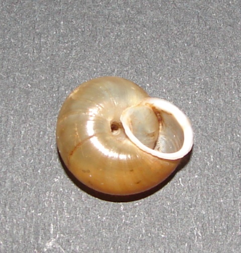 Chilostoma desmoulinsi (Farines 1834)