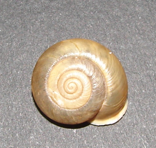 Chilostoma desmoulinsi (Farines 1834)
