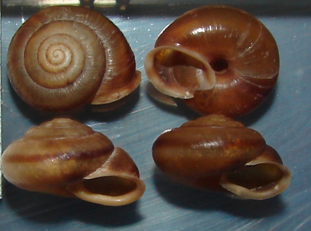 Chilostoma squamatinum