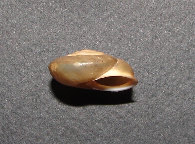 Chilostoma desmoulinsi (Farines 1834)