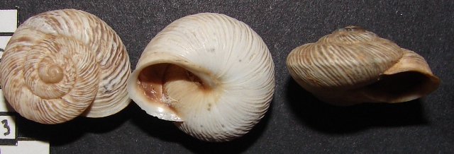 Marmorana
