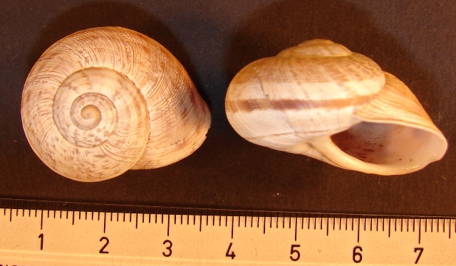 Iberus alonensis alonensis (Ferussac 1822)