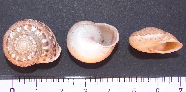 Iberus marmoratus (Ferussac 1822)