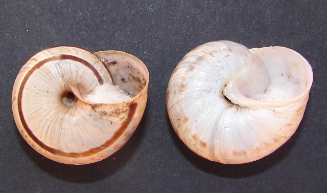 Iberus  guiaroanus