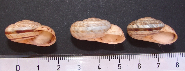 Iberus  guiaroanus