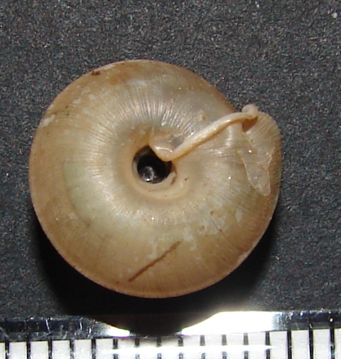 Mastigophallus rangianus (A, Ferussac 1822)