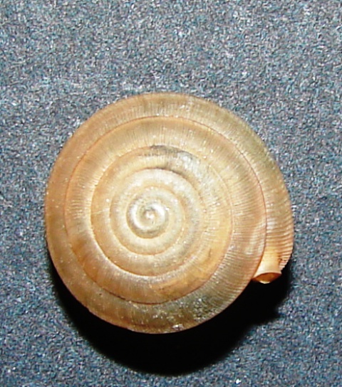 Mastigophallus rangianus (A, Ferussac 1822)