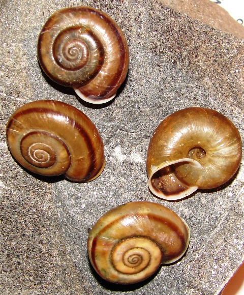 Chilostoma adelozona - passo Presolana (BG)