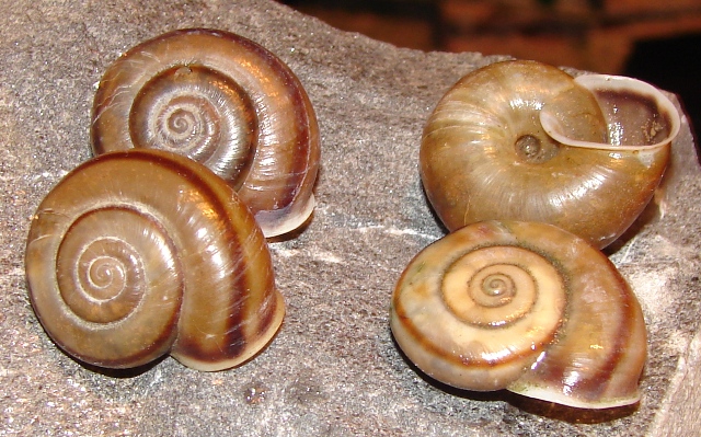 Chilostoma adelozona - passo Presolana (BG)