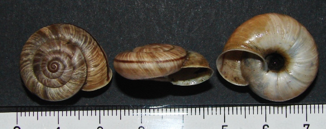 Chilostoma cingulatum (alzonai)