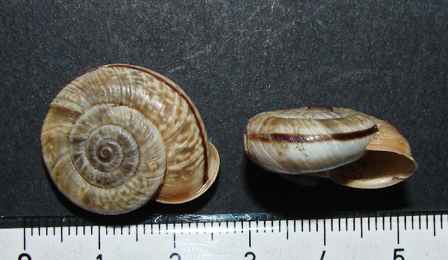 C. c. colubrinum Varese