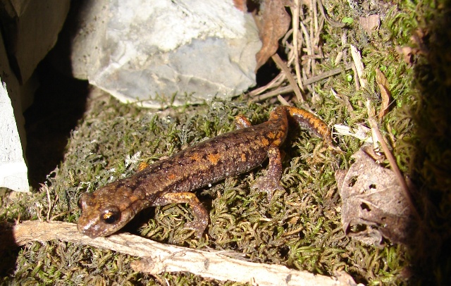 Geotritone a  Portofino - Hydromantes strinatii