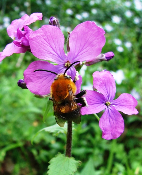 Habropoda tarsata (Apidae Anthophorinae)