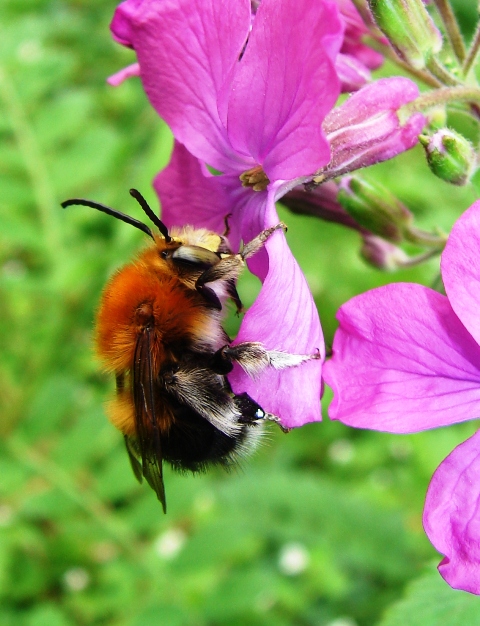 Habropoda tarsata (Apidae Anthophorinae)