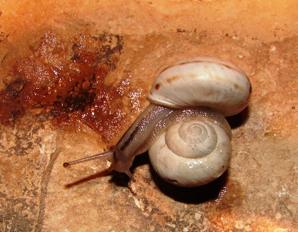 Marmorana fuscolabiata casertana