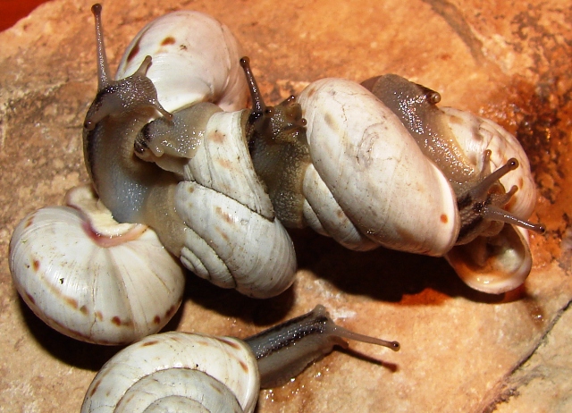Marmorana fuscolabiata casertana