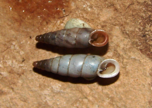 Marmorana fuscolabiata casertana